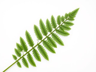 Vibrant green fern frond elegantly arranged against bright white background. AI Generated