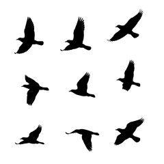 Fototapeta premium Black Noise Texture Background on Transparent background