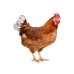 Fototapeta premium Brown hen standing on a transparent background