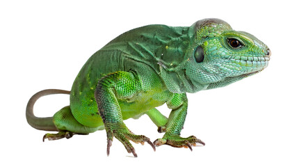 Colorful Green Lizard with Unique Patterns