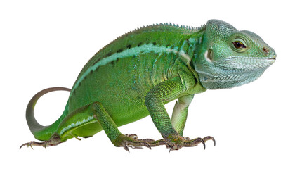 Colorful Green Lizard with Unique Patterns
