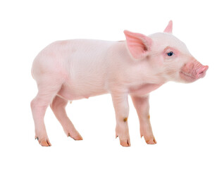 Cute Piglet Standing in Profile View