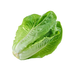Fototapeta premium Fresh Green Romaine Lettuce on White Background