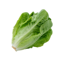Fototapeta premium Fresh Green Romaine Lettuce on White Background