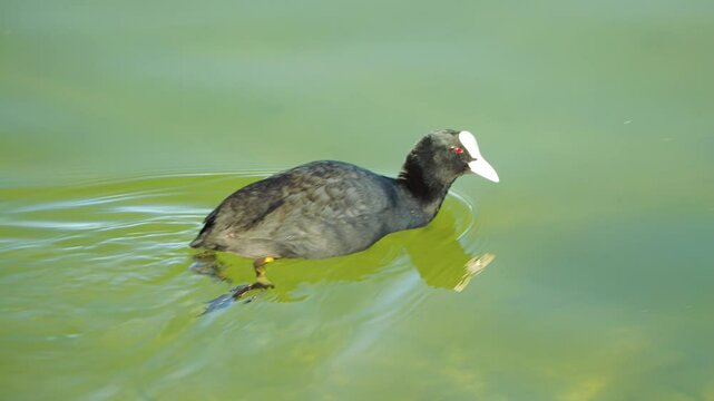 A coot swims steadily across a vibrant green lake, its sleek black body contrasting with the reflective waters. Its bright white bill and red eye stand out, creating a striking image