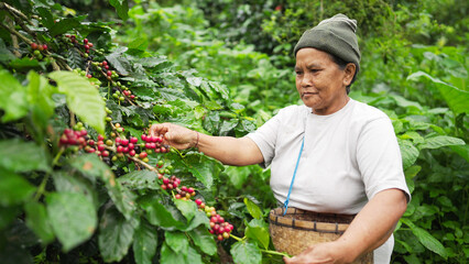 Senior woman balinese arabica coffee farmer on field handpicking ripe red cherries or berries in rural Bali. Concept of women in agriculture