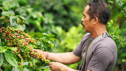 Mature indonesian man farmer harvesting red arabica cherries for premium coffee production in rural indonesia