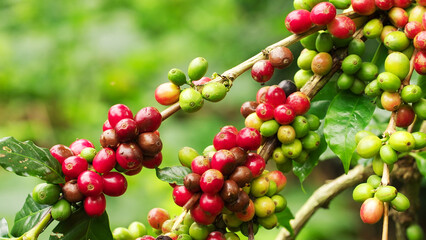 Dolly, close-up view of arabica coffee berries in various stages of ripeness on a branch. Ripening in coffee cultivation, from unripe green to ripe red cherries