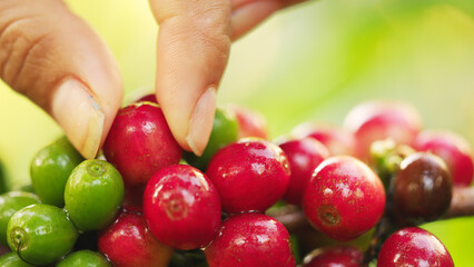 Close-up farmer harvesting ripe red arabica coffee cherry or berry for quality beans