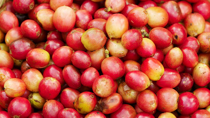 Close-up of freshly harvested arabica coffee cherries, ripe red berries rotating