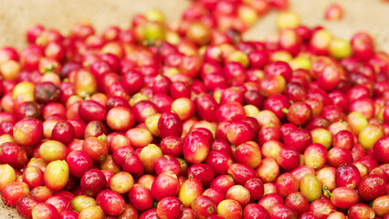 Harvested red ripe arabica cherries or berries falling in slow-motion on burlap sack