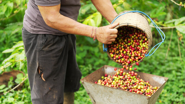 Arabica coffee farmer pouring harvested cherries or berries into mechanical pulper in rural setting, the equipment separates the pulp from the green beans 