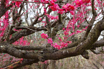 華やかに咲く梅の花