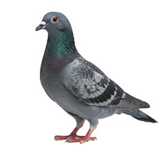 Obraz premium Rock Pigeon Bird Photo on Transparent background