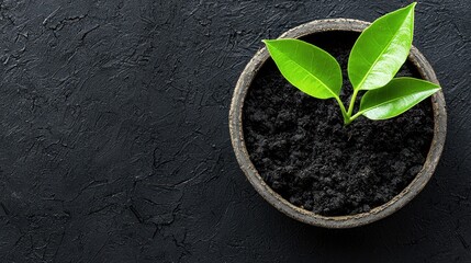 Naklejka premium Green Sprout Emerging from Dark Soil in a Small Bowl