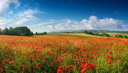Naklejka premium panorama of poppy field in summer countryside