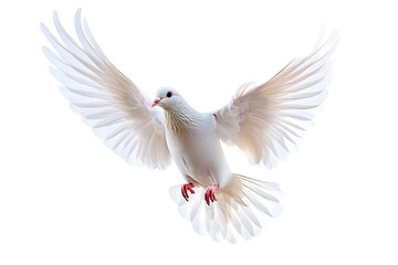 Fototapeta premium White dove in flight against white background; symbol of peace