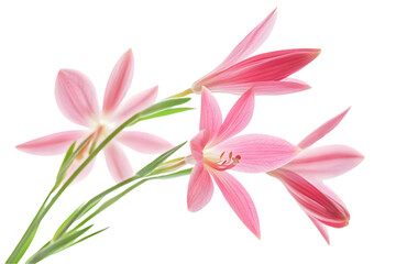 Fototapeta premium Pink Flowers Arrangement Isolated On Black Background