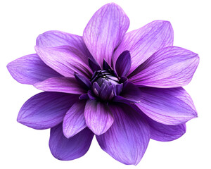 Purple Dahlia Flower Closeup