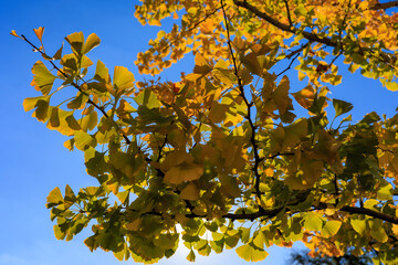 紅葉した葉と秋の青空