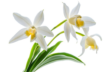 Obraz premium Three Beautiful White Orchids With Green Stems On Black Background