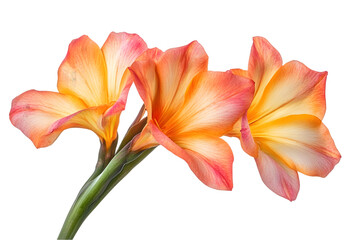 Fototapeta premium Three Orange Pink Flowers Isolated