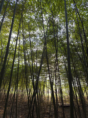 Bamboo Forest Backlit, An Unreal World