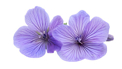 Two Purple Flowers Close Up