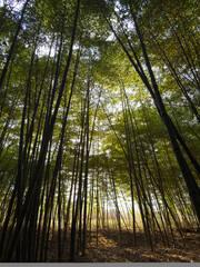 Bamboo Forest Backlit, An Unreal World