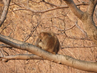 白神山地のニホンザル