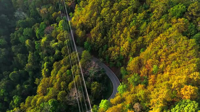 Yellow pine forest road in summer travel and aerial view