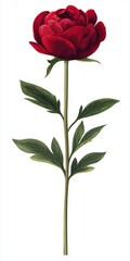 Elegant Red Peony Flower with Green Leaves on White Background for Floral Design and Art Projects