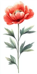 Vibrant Red Flower with Detailed Petals and Green Leaves Against a White Background for Decorative Use