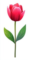 Vibrant Pink Tulip Flower with Green Leaves on a White Background for Spring and Nature Themes