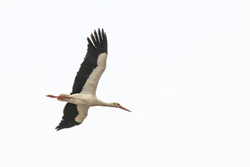 Stork flying on white sky background. Soaring stork on spring migration. Bird, animal idea concept. Ornithology. No people, nobody. Wildlife. Copy space, blank, empty. 