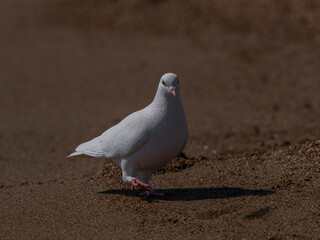 white dove on the beach