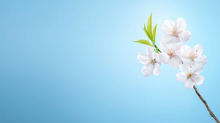 Fototapeta premium Delicate white cherry blossoms on a soft blue background.