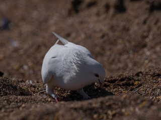 white dove on the beach