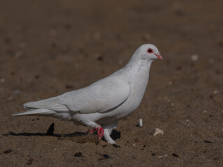 white dove on the beach