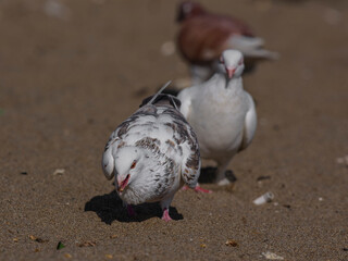 white doves on the beach