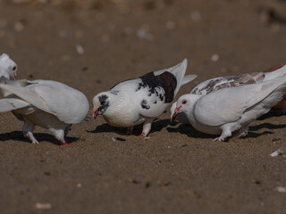white doves on the beach