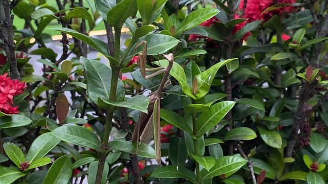 Adult brown mantis is perched and hiding on plants leaf.