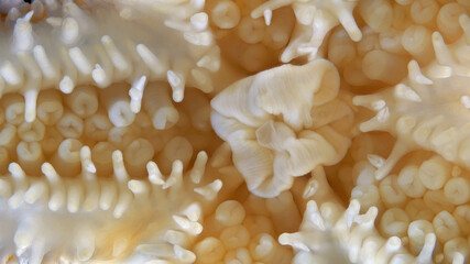 Starfish Asterias rubens under microscope, family Asteriidae. Asteroidea. The ambulacral legs are visible in photo and a mouth with a stomach turned inside out. White Sea
