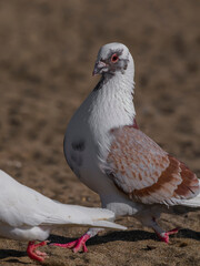 white dove on the beach