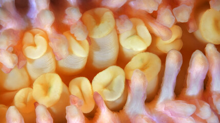 Starfish Henricia sp. under microscope, family Echinasteridae. Asteroidea.The ambulacral legs are visible in the photo. White Sea