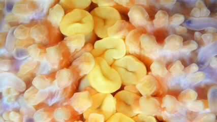 Starfish Henricia sp. under microscope, family Echinasteridae. Asteroidea.The ambulacral legs are visible in the photo. White Sea