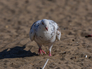 white dove on the beach