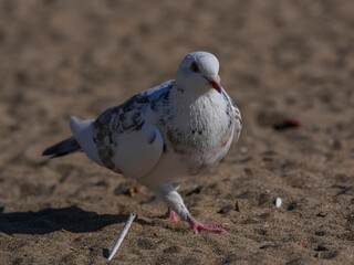 white dove on the beach
