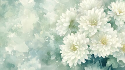 Delicate white chrysanthemums in soft pastel colors