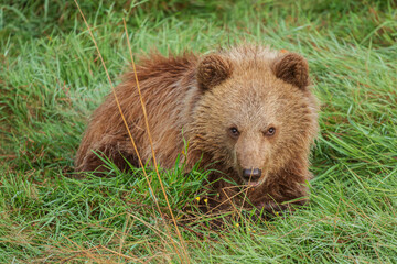 brown bear cubs in the grass © Maria